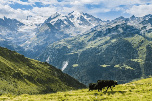 1er août - nous célébrons les héroïnes et les héros de l'histoire suisse - NIKIN CH