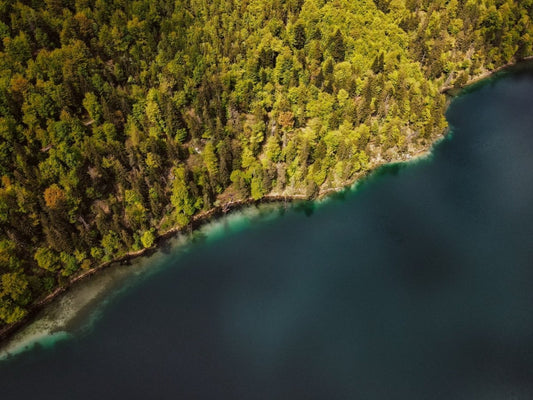 10 faits passionnants sur la forêt - NIKIN CH