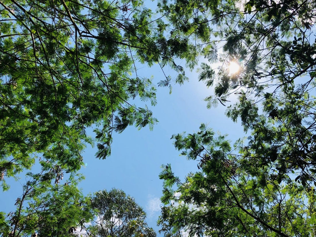 149,000 trees for Uganda - NIKIN CH