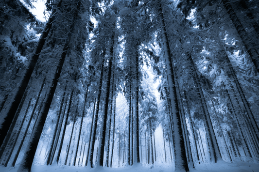 Ab in den Wald – aber richtig! - NIKIN CH