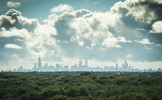 Le projet Cities4Forests - NIKIN CH