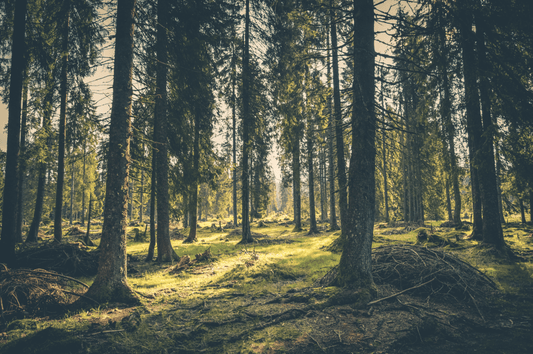 The forester's job: as varied as the forest itself - NIKIN CH