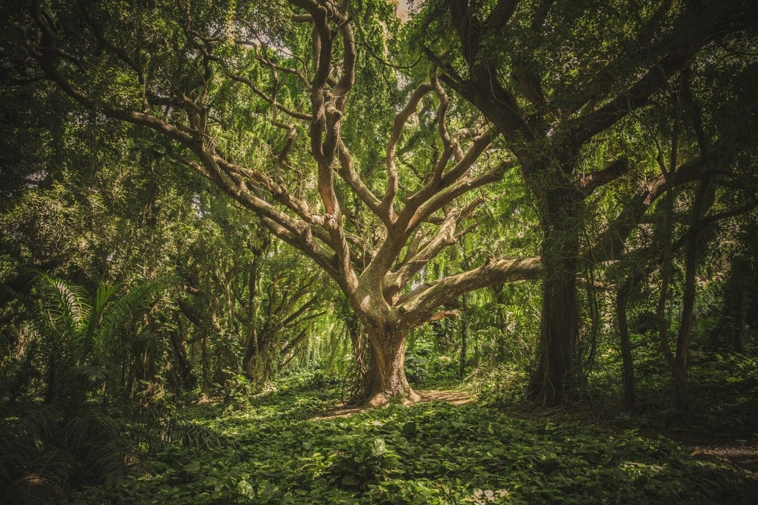 Le langage des arbres - comment les arbres et les plantes communiquent entre eux - NIKIN CH