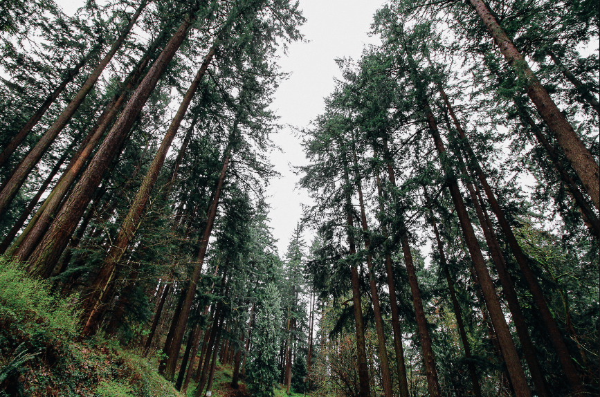 Les forêts du monde - habitat, réservoir d'eau, usine d'oxygène - NIKIN CH