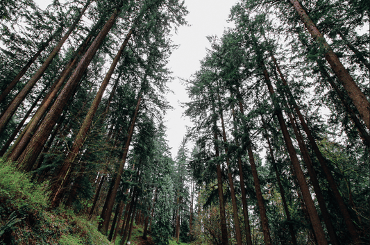 The world's forests - habitat, water reservoir, oxygen factory - NIKIN CH