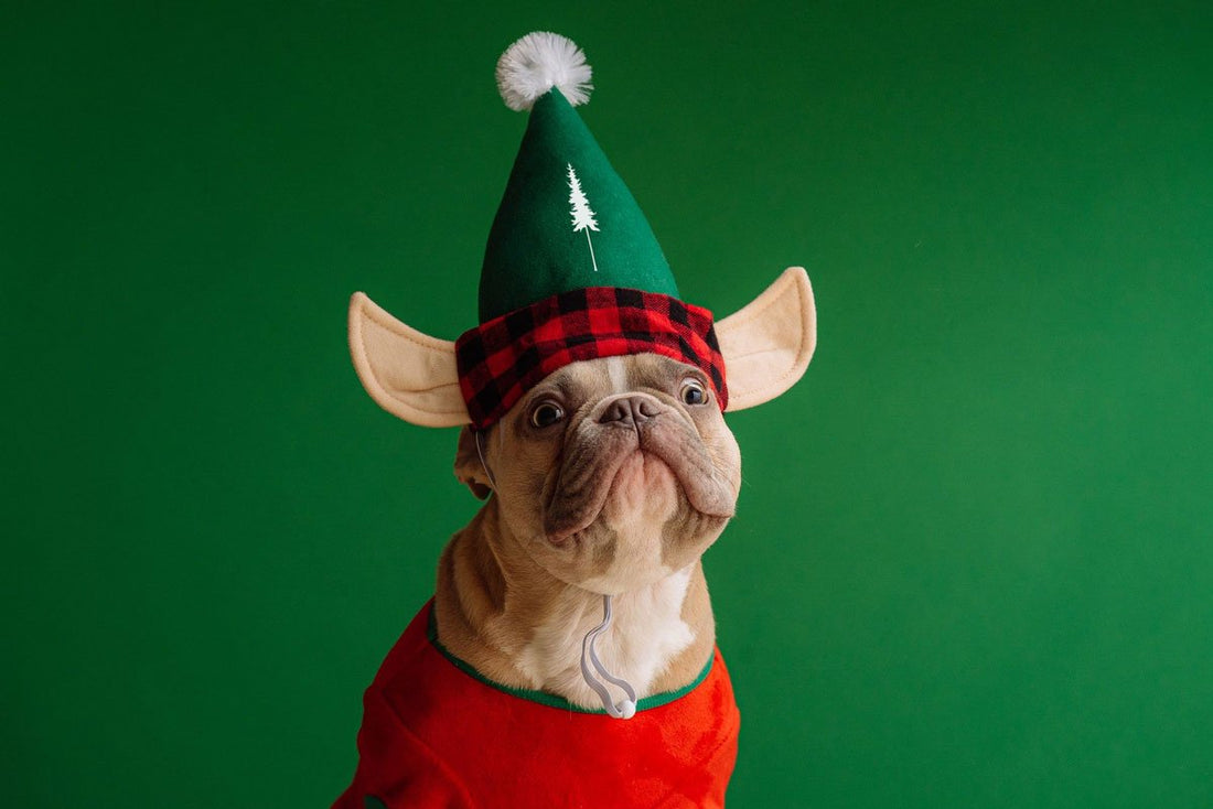 These Christmas carols and Christmas songs awaken anticipation! - NIKIN CH