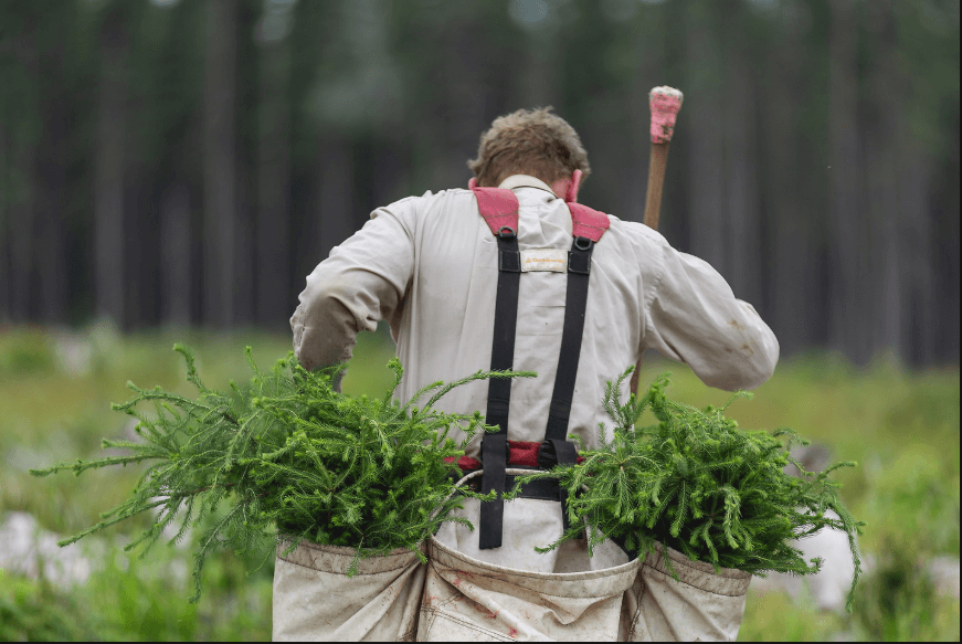 A day in the life of a tree planter - NIKIN CH