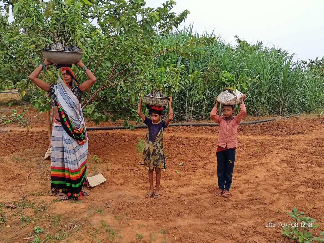 India 2022 : des arbres fruitiers pour lutter contre la faim - NIKIN CH