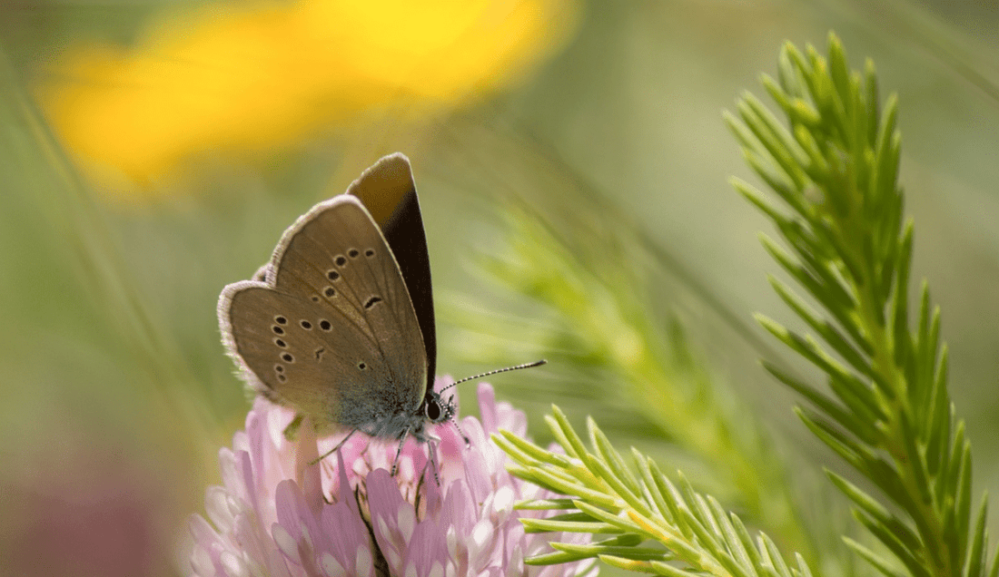 Insect mortality: small creatures that leave big gaps - NIKIN CH