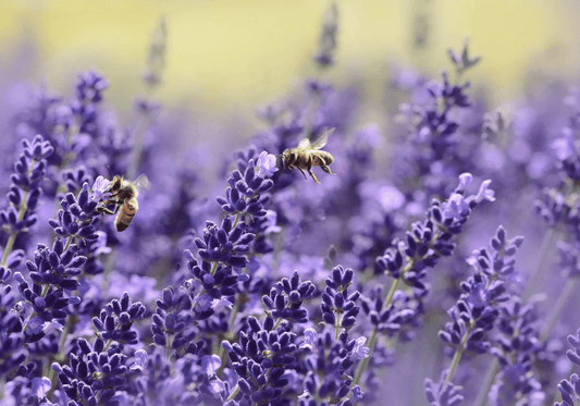 More than honey - bees are so important! - NIKIN CH