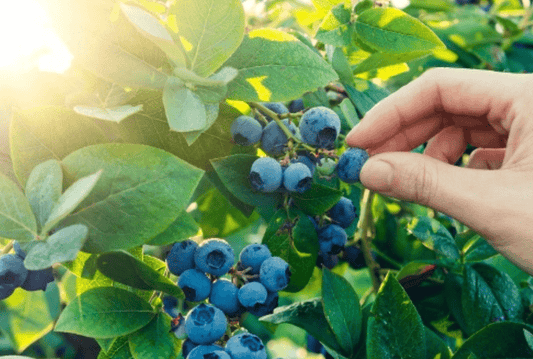 Aliments issus de la nature - sains et gratuits - NIKIN CH