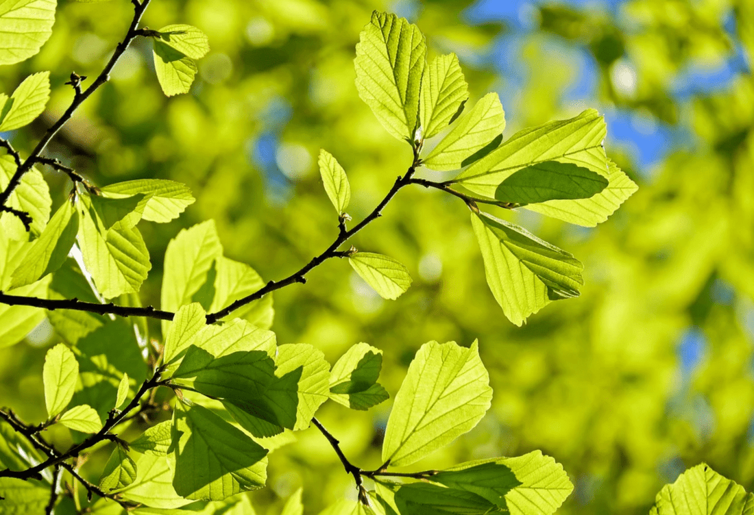 Photosynthesis: The air we breathe from the forest - NIKIN CH