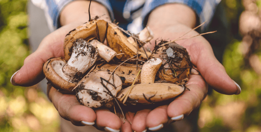Fungi - a diverse life form between animal and plant - NIKIN CH