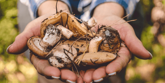 Les champignons - une forme de vie variée entre l'animal et la plante - NIKIN CH