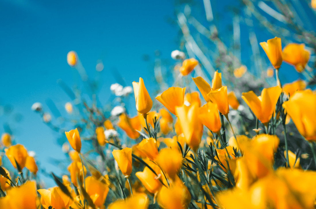 Sortir dans la nature : des activités géniales au printemps - NIKIN CH