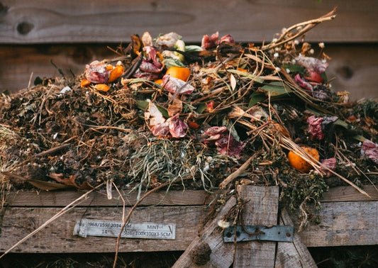 Utiliser les restes et faire pousser des légumes : plus facile que prévu ! - NIKIN CH
