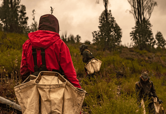 TreePlanting Mise à jour février : Free Trees for Portugal - NIKIN CH