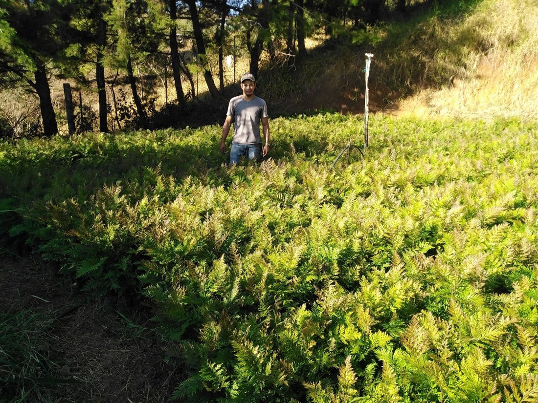 Our tree planting project in November: Honduras - NIKIN CH