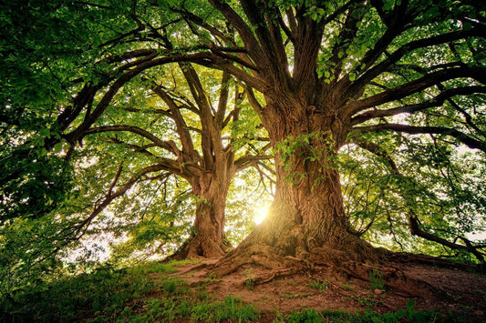 Nos colocataires verts - 7 faits intéressants sur les arbres - NIKIN CH