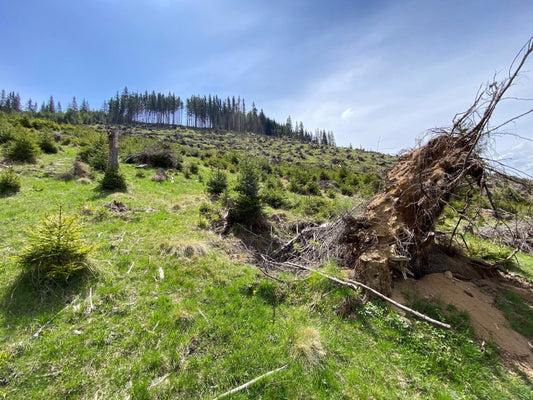 Nos deux projets de plantation d'arbres en décembre : Grèce et Roumanie - NIKIN CH