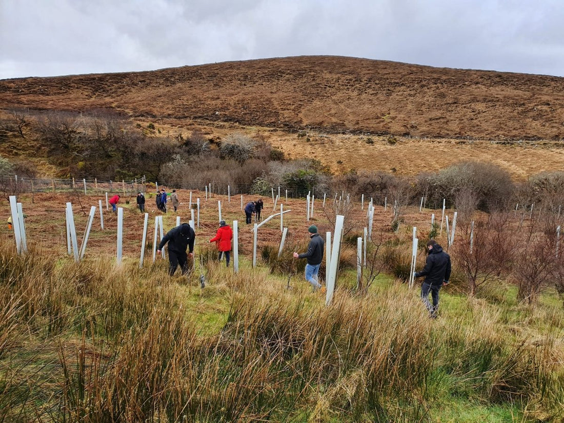 Nos deux projets de plantation d'arbres en juillet : Irlande et Lituanie - NIKIN CH