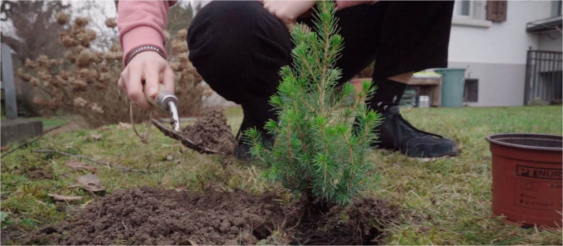 537 arbres plantés lors de la journée de plantation d'arbres en ligne - NIKIN CH