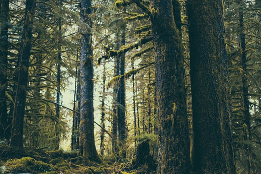 6 fonctions des arbres - Pourquoi tu devrais offrir des arbres - NIKIN CH