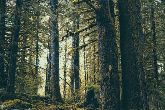 6 functions of trees - Why you should give trees as gifts - NIKIN CH
