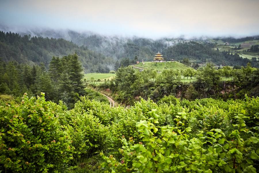 Notre projet de plantation d'arbres se poursuit – avec QoQa et Pro Lutra pour la loutre de Suisse