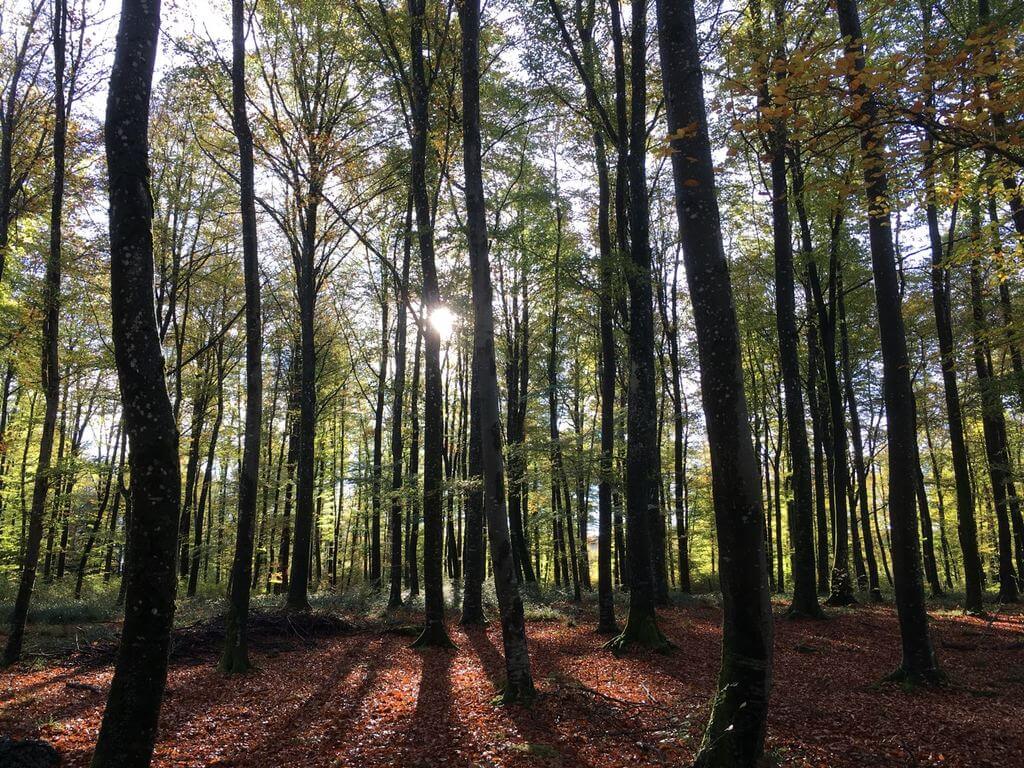 Laubwald