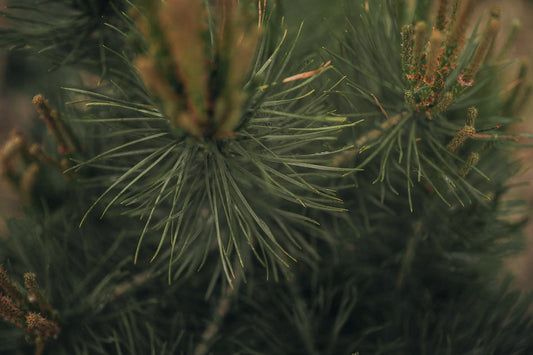 A Christmas tradition with a future: Why we cut down trees and how things could be different