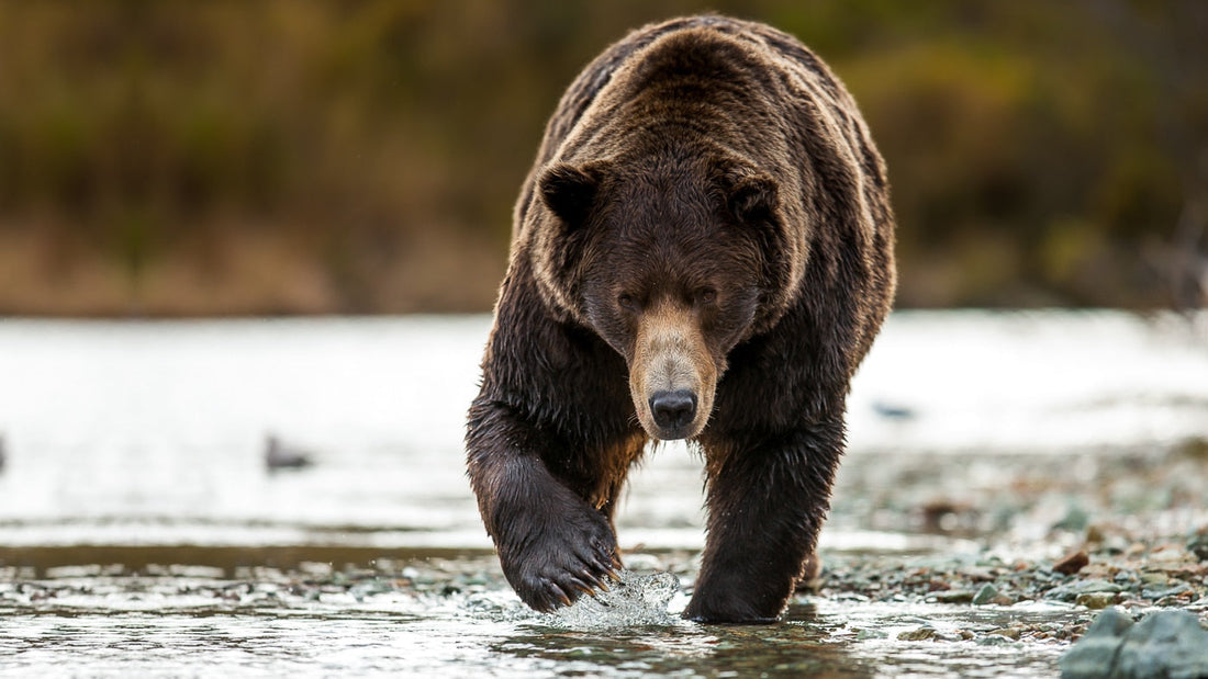 Vivre parmi les ours : entre proximité et respect, avec David Bittner