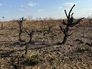 Notre projet de plantation d'arbres en décembre : on retourne au Brésil et on fait encore plus de bien
