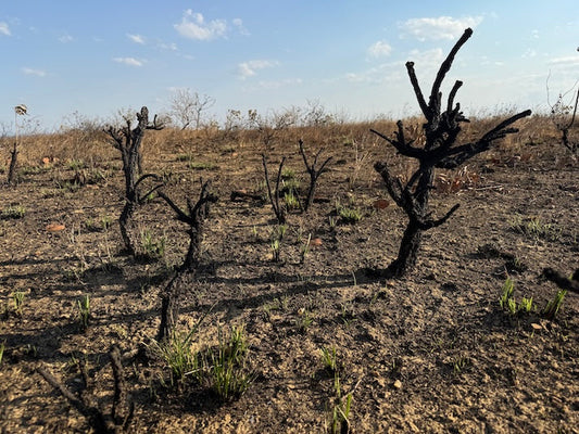 Serra de Santa Helena region near Sete Lagoas in Brazil.