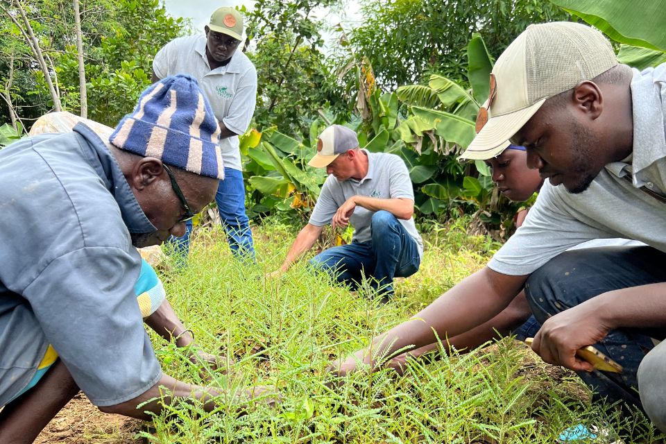 Lokale Bauern und Projektpartner beim Pflanzen von Setzlingen auf einem Feld in Senegal – Teil des Agroforstwirtschaftsprojekts.