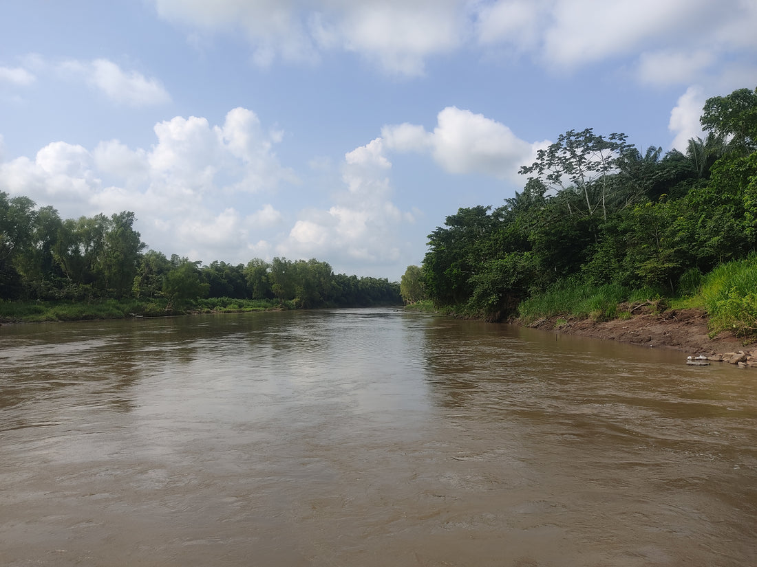 Notre projet de plantation d'arbres de juillet à septembre : la restauration de la côte sud-ouest du Guatemala