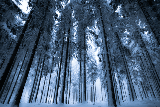En route pour la forêt - mais correctement ! - NIKIN CH
