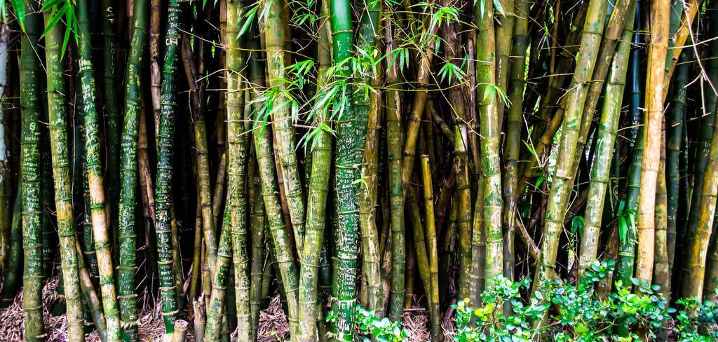 Bamboo - a sustainable alternative to wood and plastic - NIKIN CH