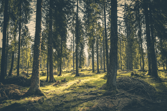 Le métier de forestier : aussi varié que la forêt elle-même - NIKIN CH