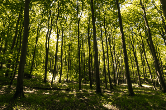 Der Internationale Tag des Waldes – Wald und Nachhaltigkeit - NIKIN CH