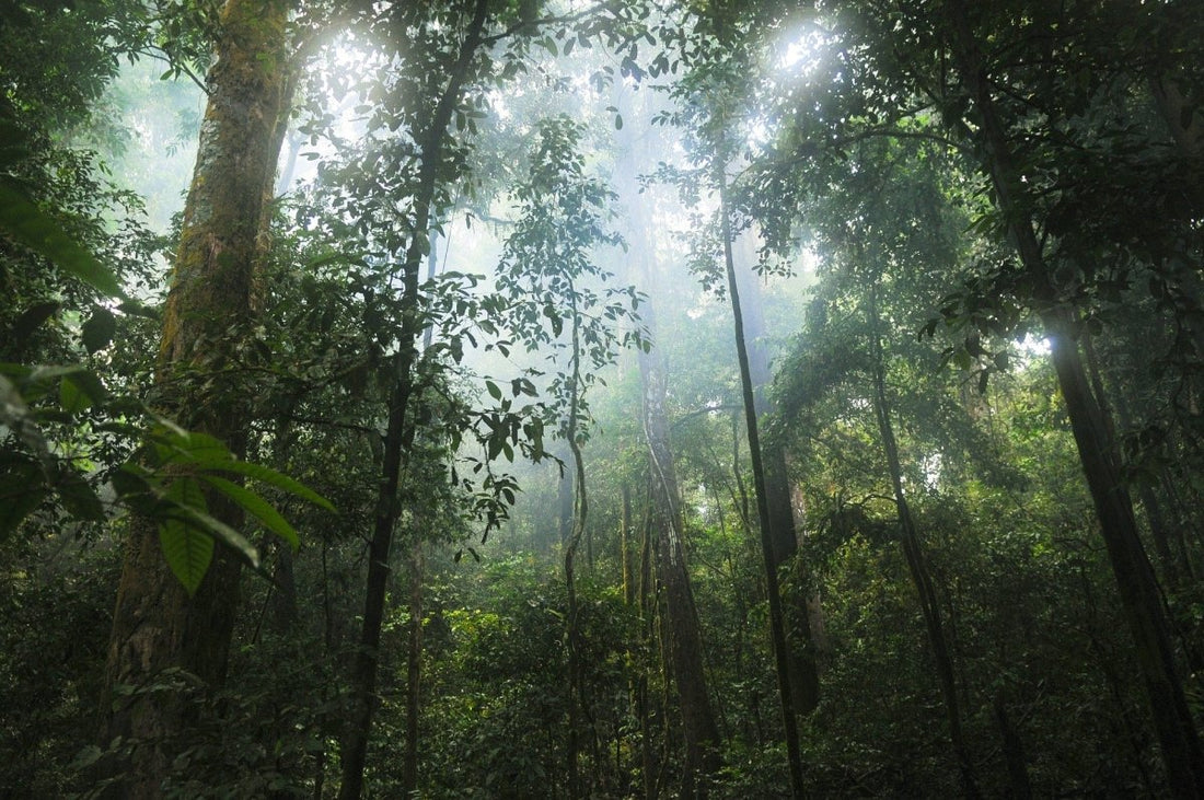 La forêt tropicale - le poumon de la Terre - NIKIN CH