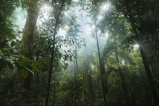 La forêt tropicale - le poumon de la Terre - NIKIN CH