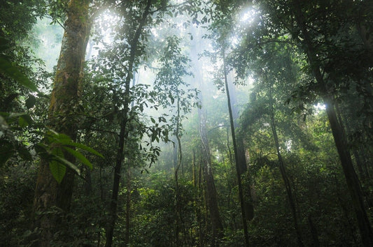 The rainforest - the lungs of the earth - NIKIN CH
