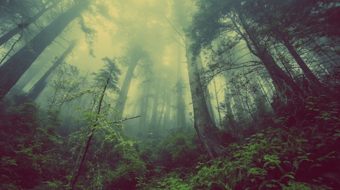 Die 10 grössten Wälder der Welt - NIKIN CH