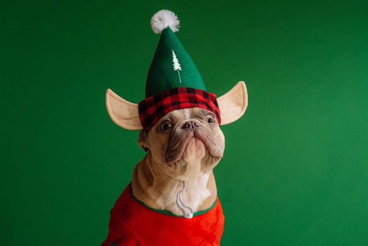 These Christmas carols and Christmas songs awaken anticipation! - NIKIN CH