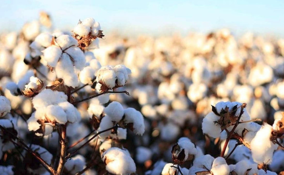 Mode équitable en coton bio - Cool, tendance, durable - NIKIN CH