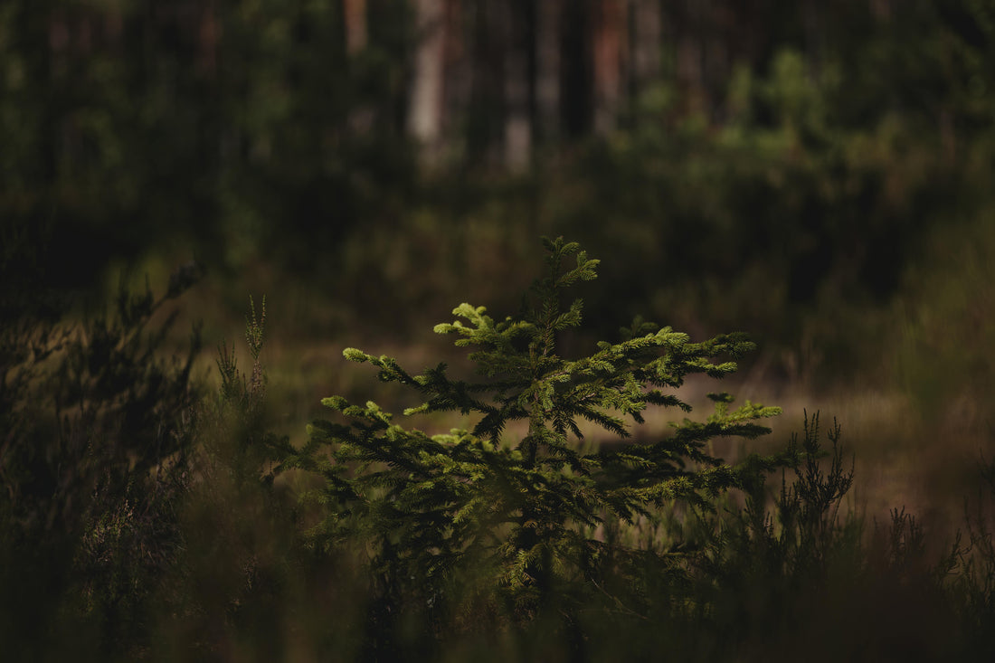 Tiny Forests : des petites forêts qui ont un grand impact