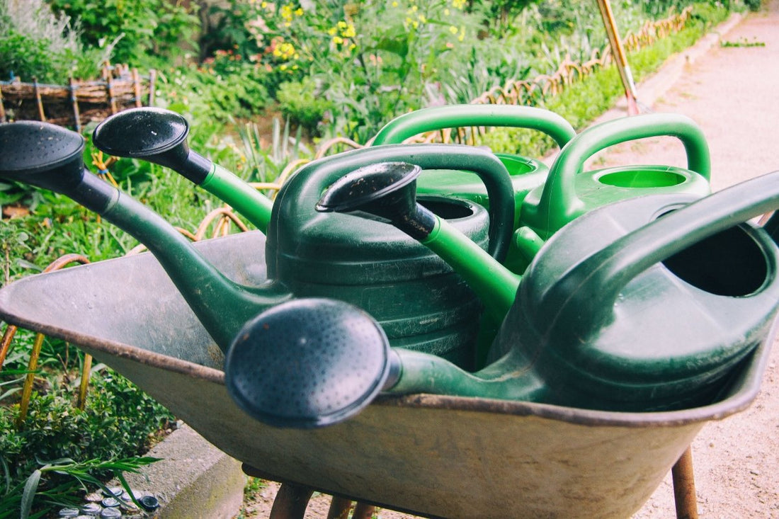Jardinage en novembre : ce que tu peux encore planter maintenant - NIKIN CH