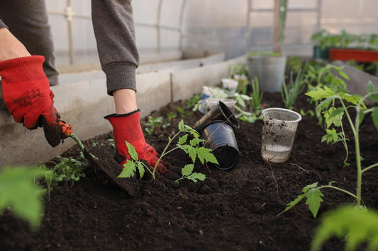 Urban gardening: person plants vegetable seedlings in an urban greenhouse.
