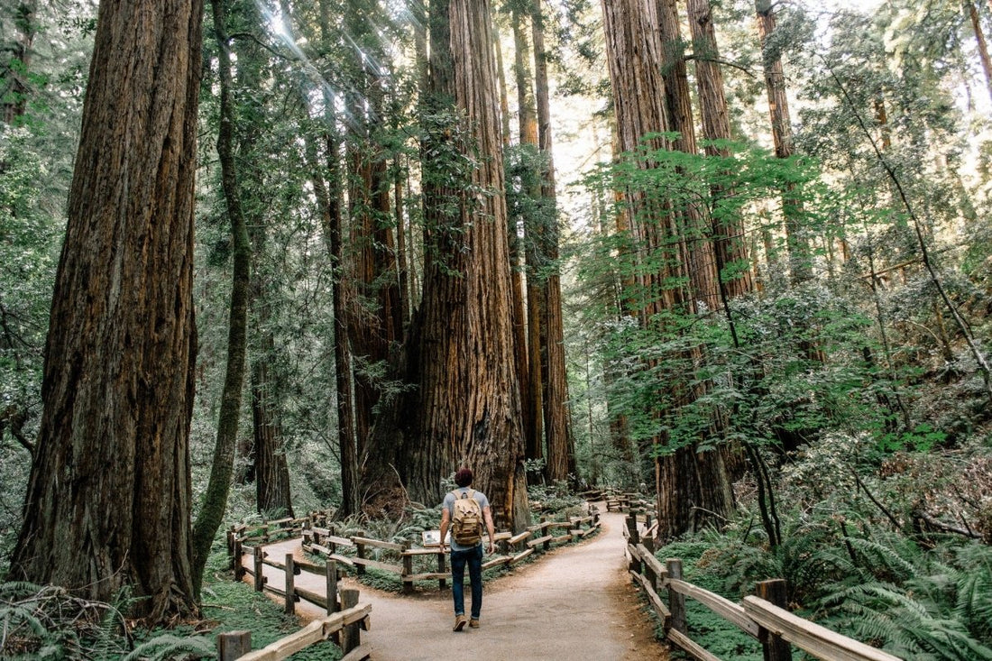 Grösste Bäume der Welt – das sind die Rekordhalter unter den Pflanzen! - NIKIN CH